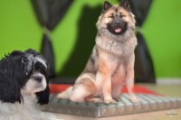 /album/gaia-billeder/denroedeloeber-jpg/