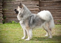 /album/gaia-billeder/img-4802-jpg/