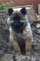 /album/gaia-som-hvalp/foto4-png/