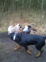 /album/gaia-som-hvalp/hundeskov-jpg/