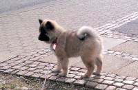 /album/gaia-som-hvalp/imag0235b-jpg/