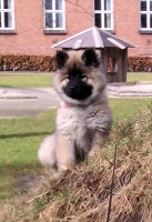 /album/gaia-som-hvalp/imag0237b-jpg/