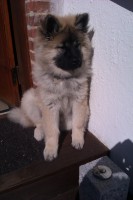 /album/gaia-som-hvalp/imag0299-jpg/