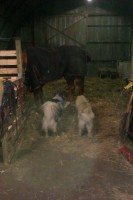 /album/gaia-som-hvalp/imag0317-jpg/