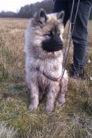 /album/gaia-som-hvalp/imag0335-jpg/