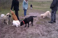 /album/gaia-som-hvalp/imag0391-jpg/