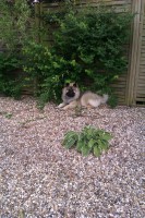 /album/gaia-som-hvalp/imag0600-jpg/