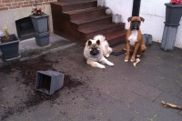 /album/gaia-som-hvalp/imag0633-jpg/