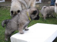 /album/gaia-som-hvalp/img-3028-jpg/