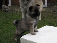 /album/gaia-som-hvalp/img-3029-jpg/