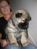 /album/gaia-som-hvalp/img-3078-jpg/