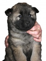 /album/gaia-som-hvalp/img-3080b-jpg/