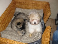 /album/gaia-som-hvalp/img-3170-jpg/