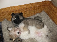 /album/gaia-som-hvalp/img-3177b-jpg/