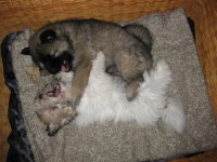 /album/gaia-som-hvalp/img-3181-jpg/