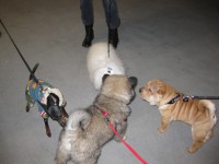 /album/gaia-som-hvalp/img-3207-jpg/