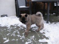 /album/gaia-som-hvalp/img-3259-jpg/