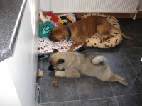 /album/gaia-som-hvalp/img-3281-jpg/