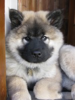 /album/gaia-som-hvalp/img-3318-jpg/