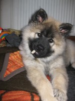 /album/gaia-som-hvalp/img-3321-jpg/