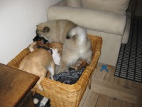 /album/gaia-som-hvalp/img-3411-jpg/