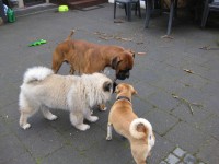 /album/gaia-som-hvalp/img-3418-jpg/