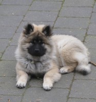 /album/gaia-som-hvalp/img-3433b-jpg/