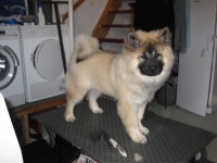 /album/gaia-som-hvalp/img-3448-jpg/