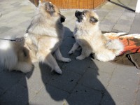 /album/gaia-som-hvalp/img-3508b-jpg/