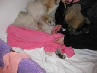 /album/photo-gallery%3a-f%c3%b8dsel/img-0801-jpg/