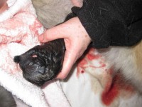 /album/photo-gallery%3a-f%c3%b8dsel/img-0806-jpg/