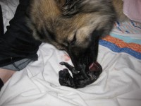 /album/photo-gallery%3a-f%c3%b8dsel/img-0807-jpg/