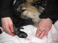 /album/photo-gallery%3a-f%c3%b8dsel/img-0808-jpg/