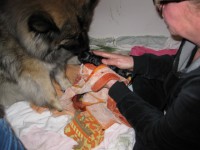 /album/photo-gallery%3a-f%c3%b8dsel/img-0826-jpg/