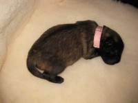 /album/lyser%c3%b8d-t%c3%a6ve/img-0870-jpg/