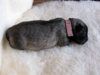 /album/lyser%c3%b8d-t%c3%a6ve/img-0872-jpg/