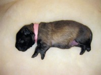 /album/lyser%c3%b8d-t%c3%a6ve/img-0878-jpg/