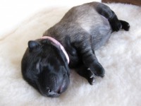 /album/lyser%c3%b8d-t%c3%a6ve/img-0881-jpg/