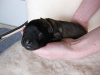 /album/lyser%c3%b8d-t%c3%a6ve/img-0888-jpg/