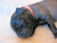 /album/lyser%c3%b8d-t%c3%a6ve/img-1022-jpg/