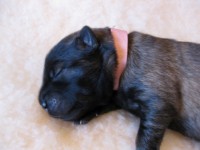 /album/lyser%c3%b8d-t%c3%a6ve/img-1024-jpg/