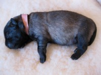 /album/lyser%c3%b8d-t%c3%a6ve/img-1027-jpg/