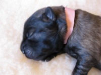 /album/lyser%c3%b8d-t%c3%a6ve/img-1031-jpg/