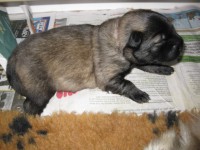 /album/lyser%c3%b8d-t%c3%a6ve/img-1120-jpg/