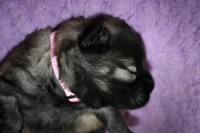 /album/lyser%c3%b8d-t%c3%a6ve/img-5778-jpg/