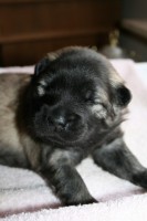 /album/lyser%c3%b8d-t%c3%a6ve/img-5967-jpg/