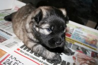 /album/lyser%c3%b8d-t%c3%a6ve/img-6112-jpg/