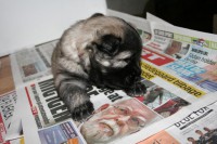 /album/lyser%c3%b8d-t%c3%a6ve/img-6117-jpg/