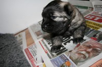 /album/lyser%c3%b8d-t%c3%a6ve/img-6118-jpg/