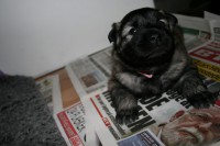 /album/lyser%c3%b8d-t%c3%a6ve/img-6119-jpg/